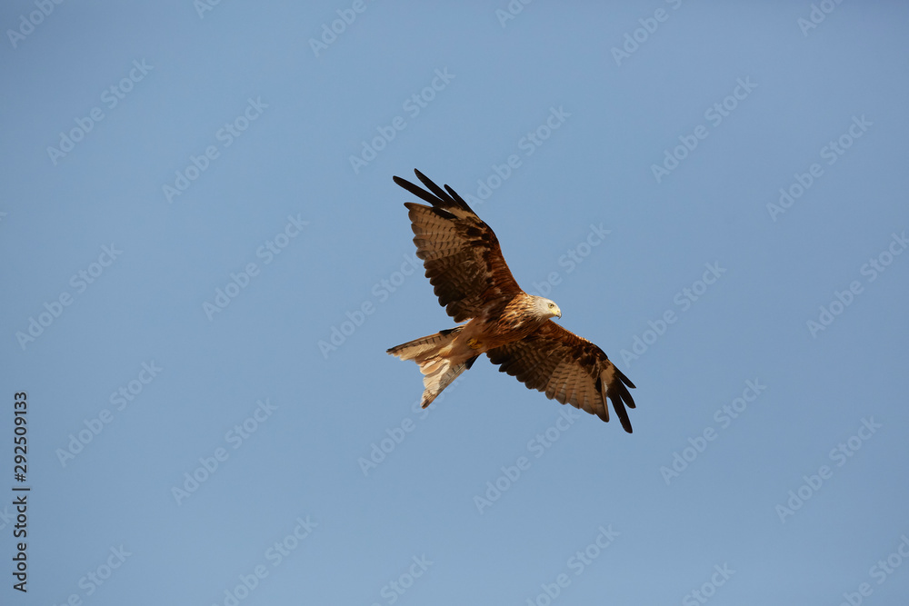 Awesome bird of prey in flight with the sky of background