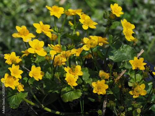 Sumpfdotterblume  photo