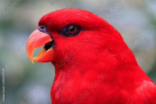 Jurong Bird Park, Singapore - JUNE 30, 2019: Red lory Psittaciformes 	Psittaculidae Eos E. bornea