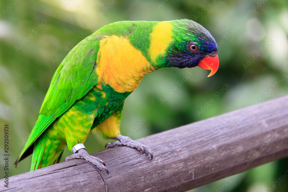 Obraz premium Jurong Bird Park, Singapore - JUNE 30, 2019: Marigold Lorikeet Psittaciformes Psittaculidae Trichoglossus T. capistratus