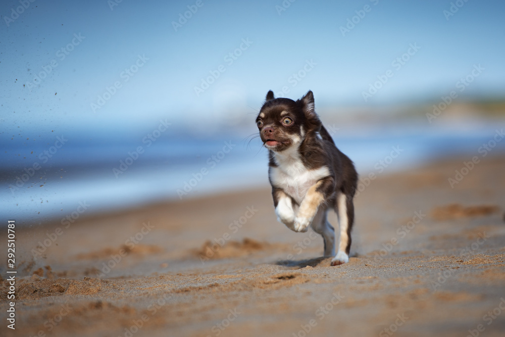 chihuahua puppy running on the beach chihuahua puppy running on the beach