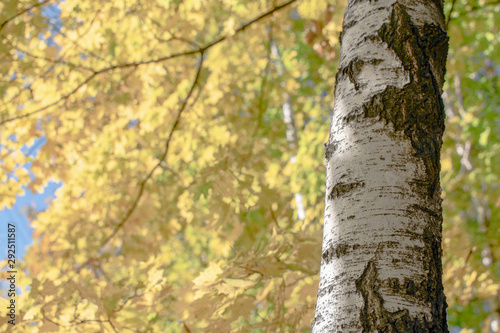 Fototapeta Naklejka Na Ścianę i Meble -  White birch trunk on a background of autumn yellow foliage