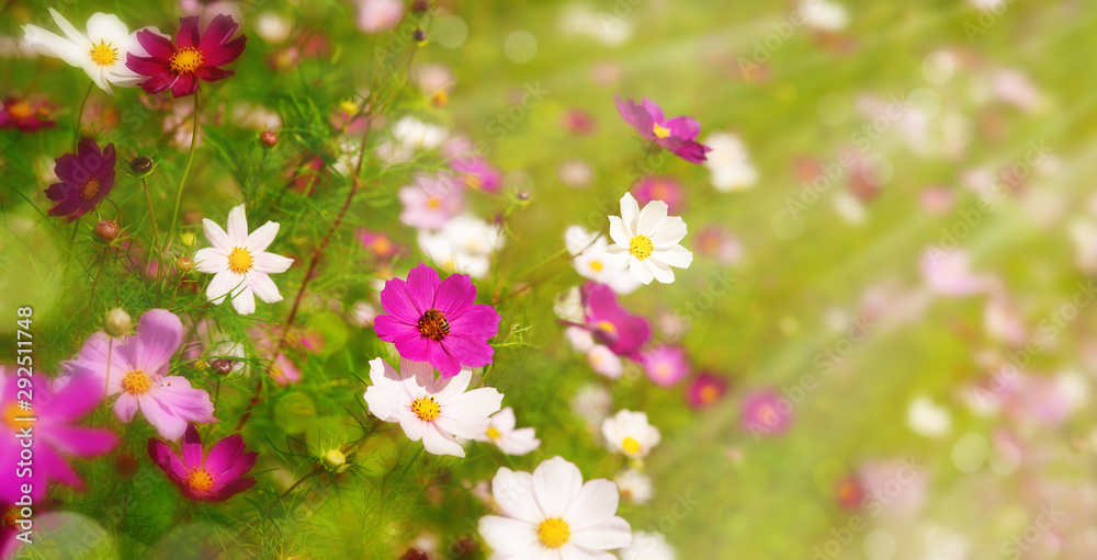 Flower meadow in summer and spring. Panorama in the form of cosmos flowers in the meadow. Wallpaper for design. Spring and summer nature. Flower meadow in summer and spring. Panorama in the form of cosmos flowers in the meadow. Wallpaper for design. Spring and summer nature.