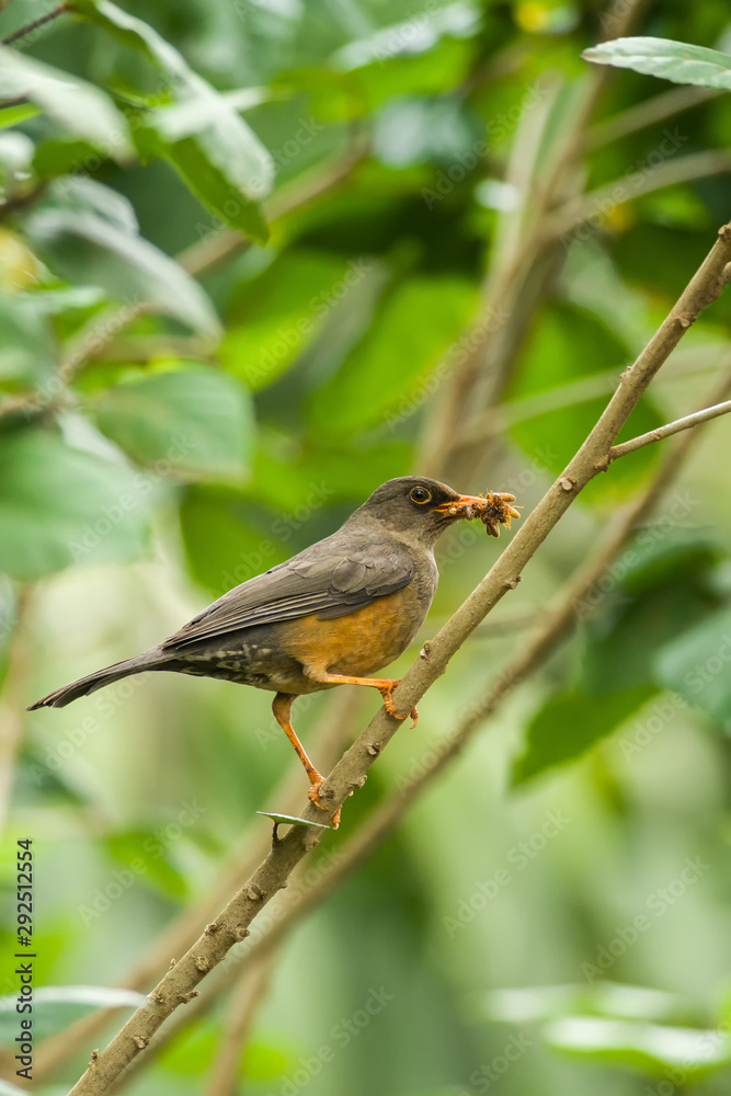Olive Thrush (Turdus olivaceus) on branch, Kenya