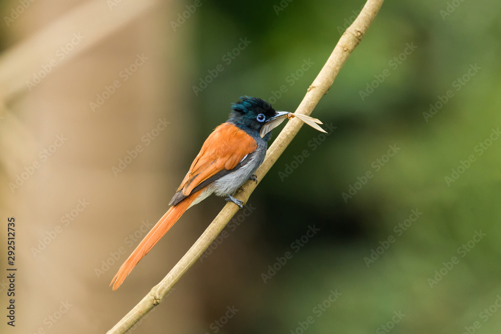 Fototapeta premium Female African Paradise-flycatcher (Terpsiphone viridis) on branch, Kenya