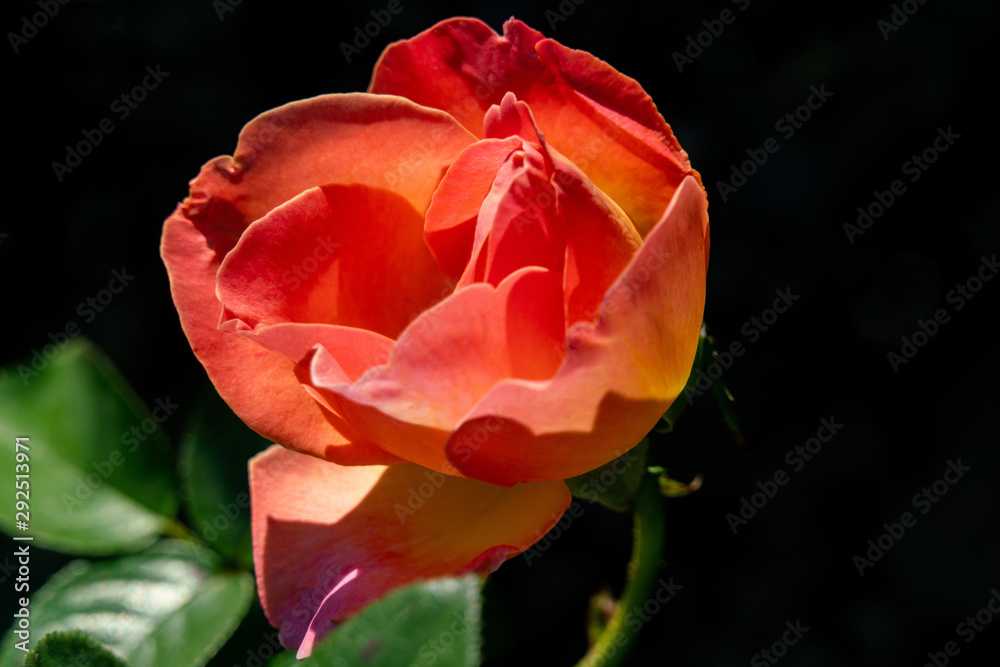 Detailed portrait of an orange ELLE rose head in bright sunshine Detailed portrait of an orange ELLE rose head in bright sunshine
