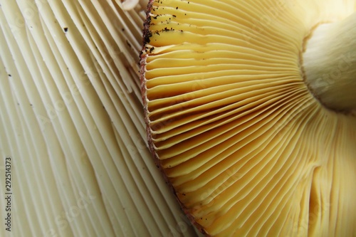 close up of a mushrooms spores 