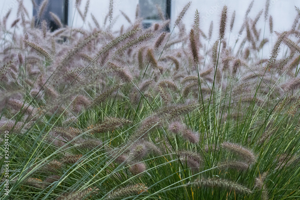 Obraz premium Ogród jesienią rozplenica trawa