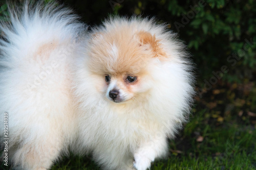 Small Pomeranian puppy in the green grass