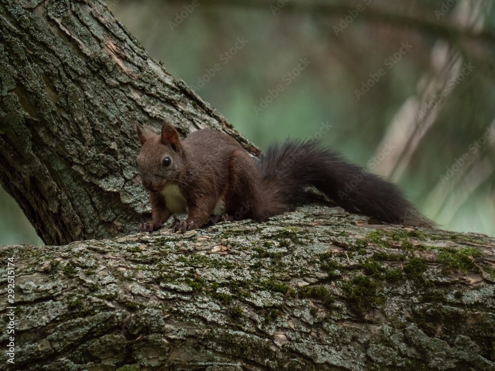 Squirrel on the tree. Summer park and squirrel. Squirrel on the tree. Summer park and squirrel.