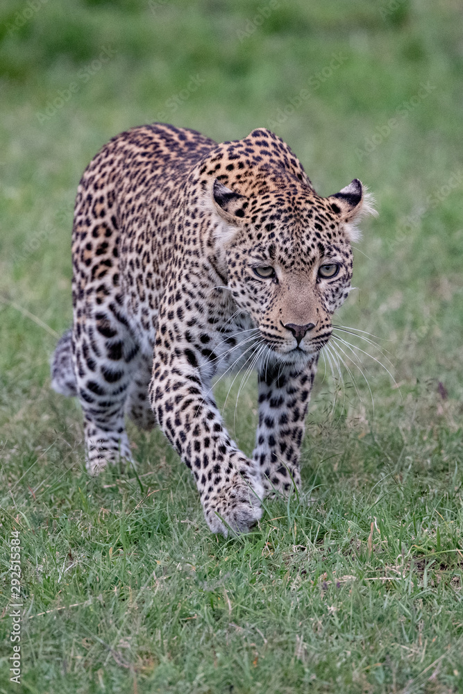 Leopard walking in the grass Leopard walking in the grass