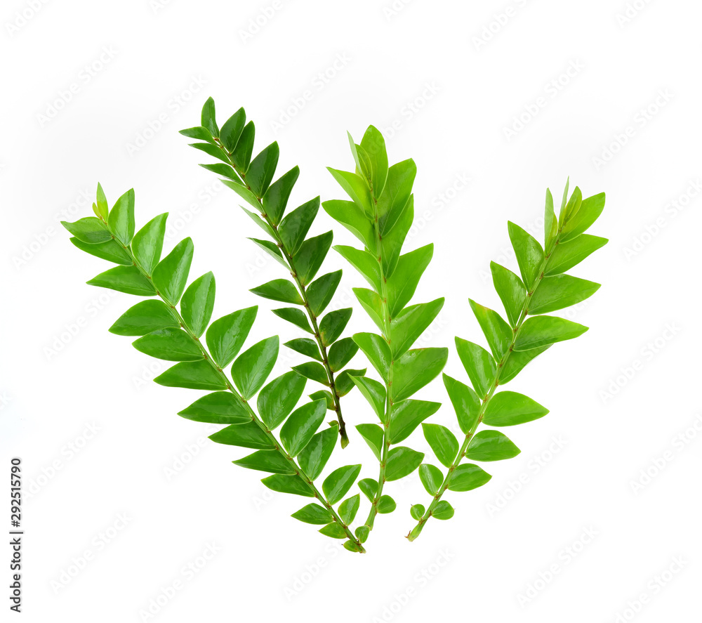 Fototapeta premium Tree leaves isolated on white background
