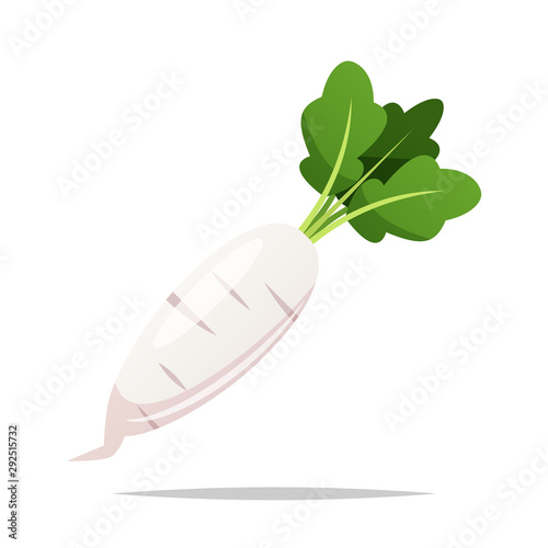 White radish vector isolated illustration