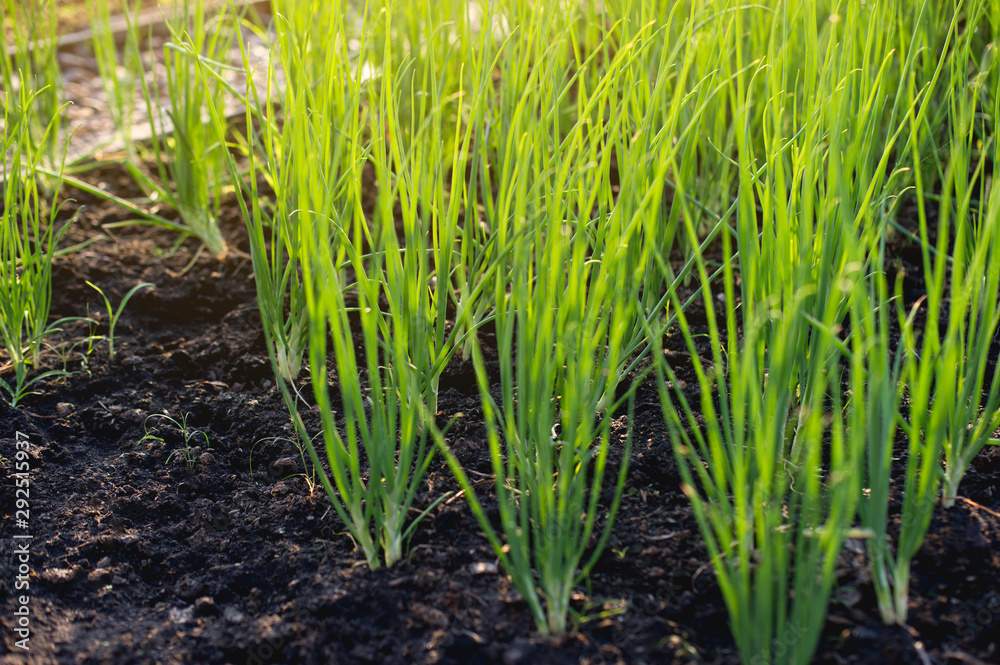 Onion from the growing garden Organic vegetable concept Onion from the growing garden Organic vegetable concept