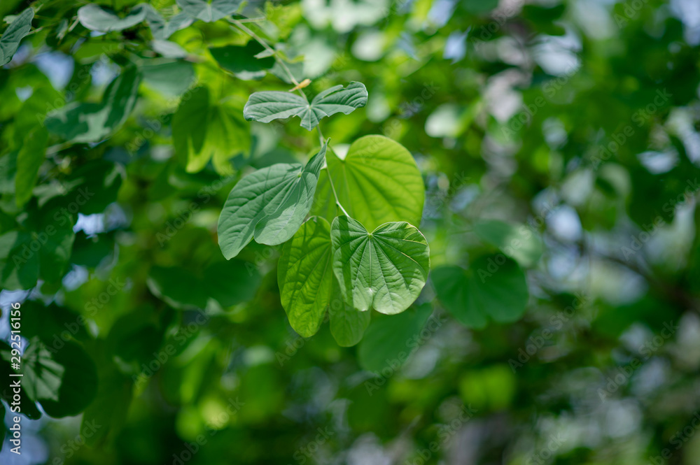 Green leaves are in the green area in the rainy season. Abundant natural concepts Green leaves are in the green area in the rainy season. Abundant natural concepts