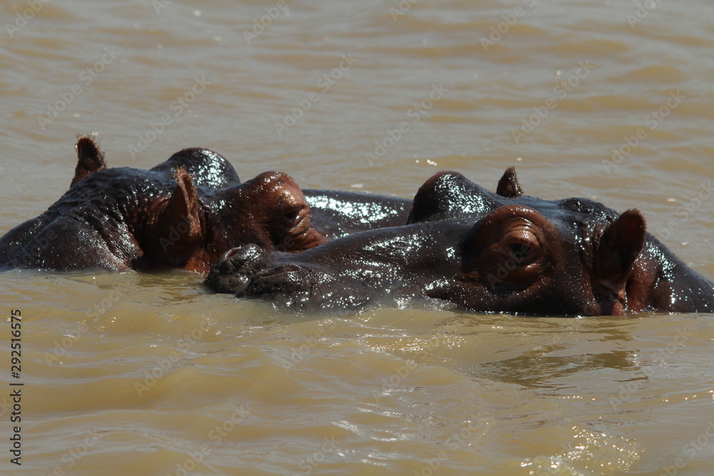 Fototapeta premium Afrique du sud
