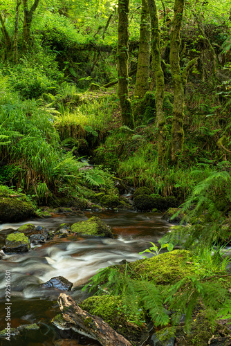 woodland scene with lush green undergrowth and moss covered stones beside river rapids over rocky riverbed with green grass
