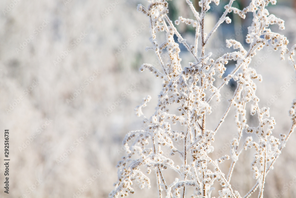 abstract pattern background with frosted reeds and grass in winter covered with snow on it