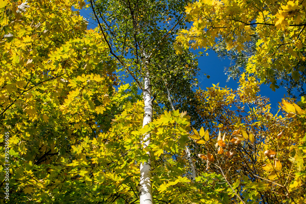 Fototapeta premium White birch trunk on a background of yellow maple foliage