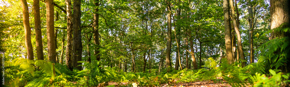 Panoramic of a woodland forest floor at sunrise in the English countryside - obrazy, fototapety, plakaty 