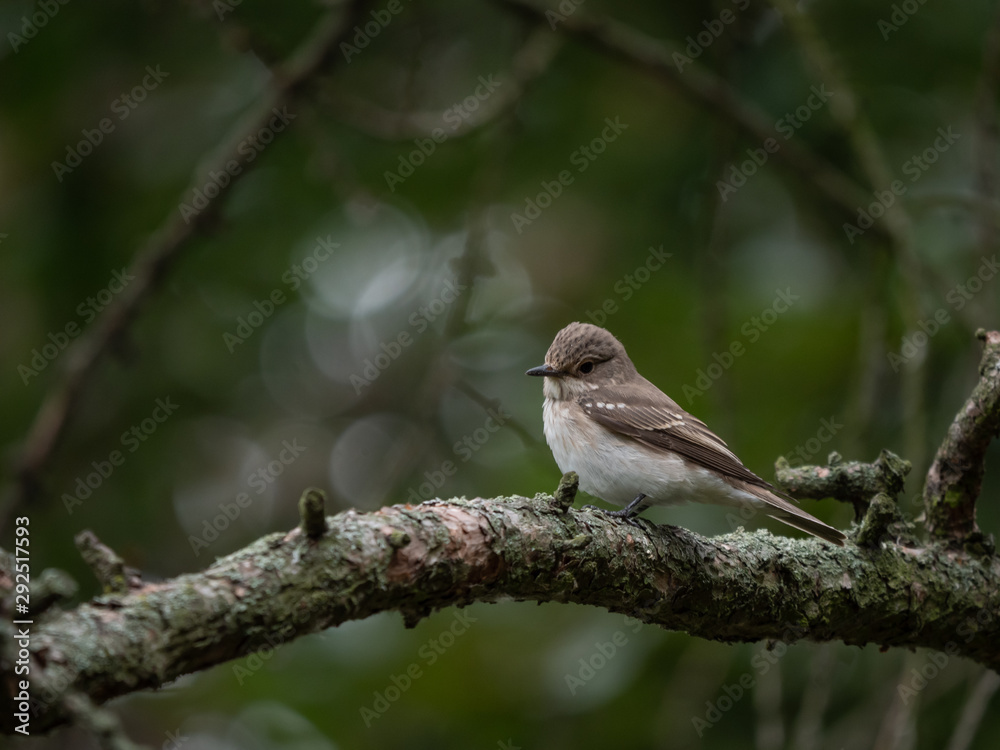 Spotted flycatcher (Muscicapa striata) on the tree. Small bird on tree.
