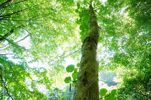 世界遺産、青森県、白神山地のナラの木 photo