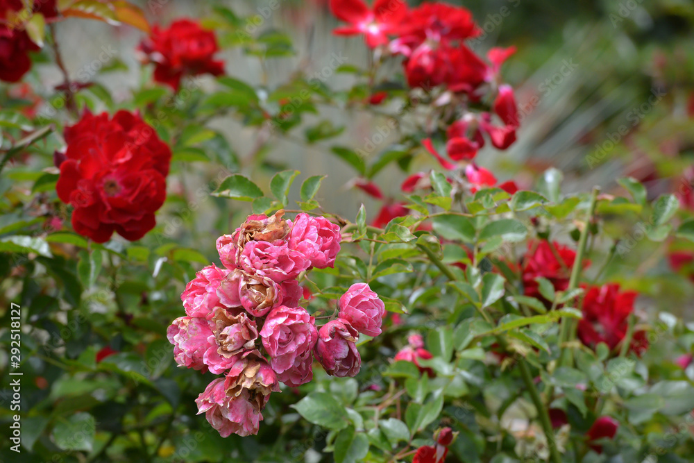 Roses growing in formal garden some in need of dead heading Roses growing in formal garden some in need of dead heading