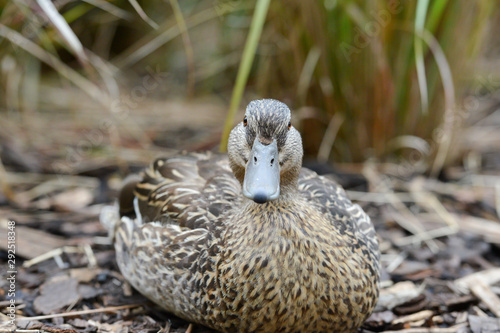 Female malard duck nesting photo