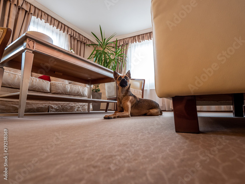 Small brown dog in hotel room. © Peter