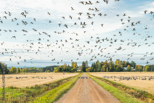 A big flock of barnacle gooses is sitting on a field and flying above it. Birds are preparing to migrate south. September 2019, Finland