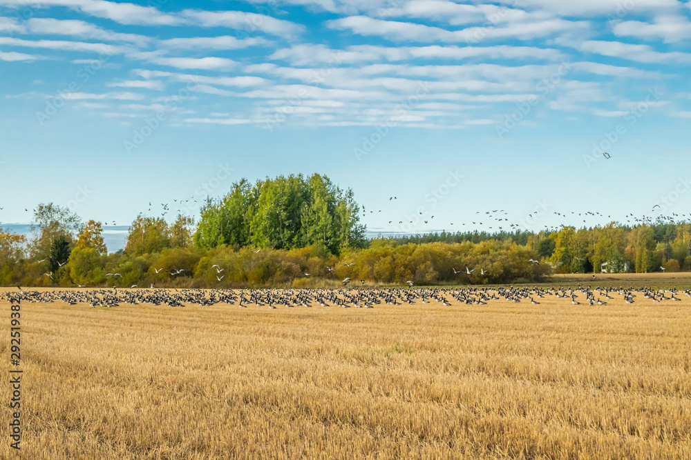 Obraz premium A big flock of barnacle gooses is sitting on a field and flying above it. Birds are preparing to migrate south. September 2019, Finland