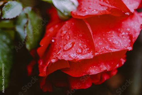 dripping rose