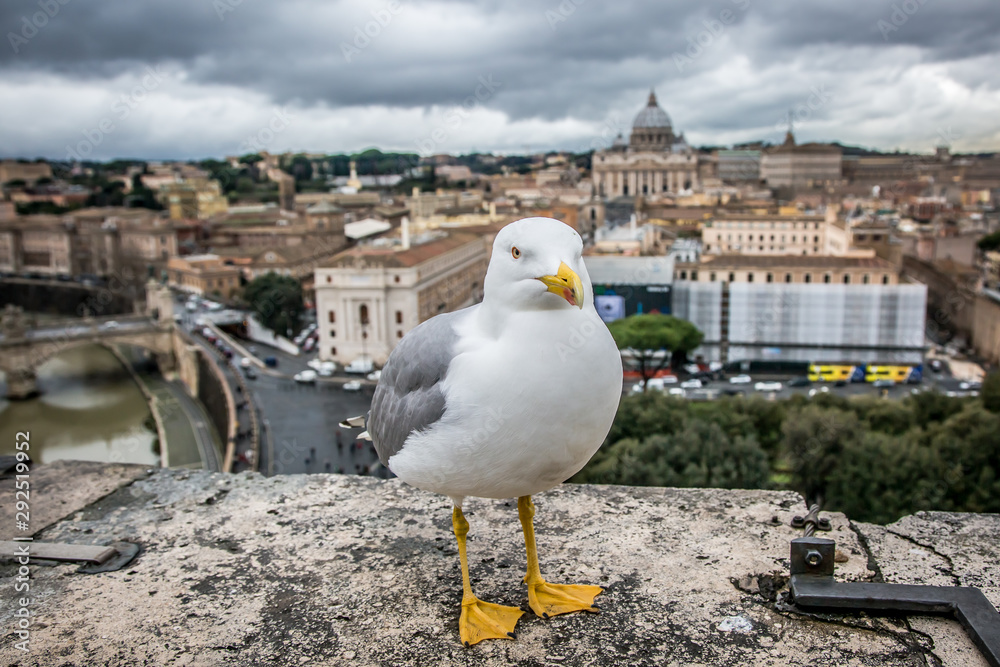 Seagulls in the castle of St. Angel. February, Rome, Italy. Seagulls in the castle of St. Angel. February, Rome, Italy.