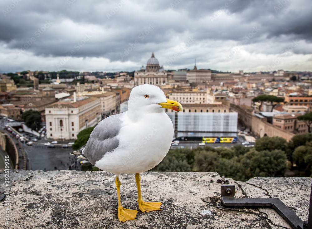 Seagulls in the castle of St. Angel. February, Rome, Italy. Seagulls in the castle of St. Angel. February, Rome, Italy.