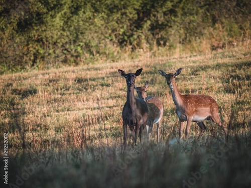 A group of young fallow deer in the summertime. Fallow deer by sunrise.
