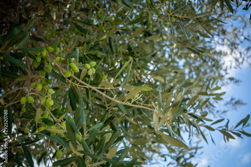 Close Up of Green Olives on an Olice Tree in Autumn In Italy on Blurred Background photo
