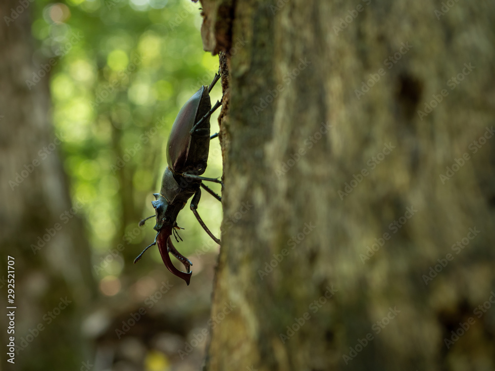 Lucanus cervus on tree. Lucanus cervus closeup photo. Lucanus cervus on tree. Lucanus cervus closeup photo.