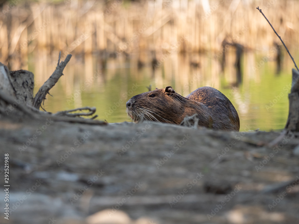 The coypu (Myocastor coypus) by water. The coypu (Myocastor coypus) by water.