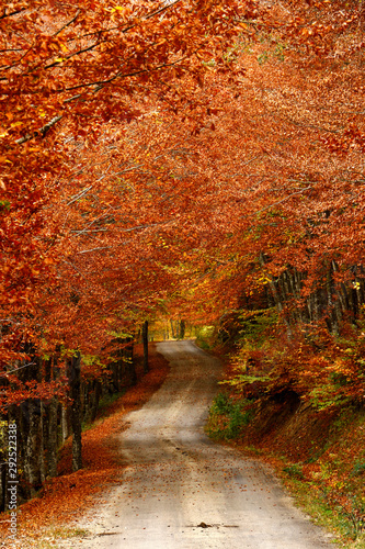 autumn in the park