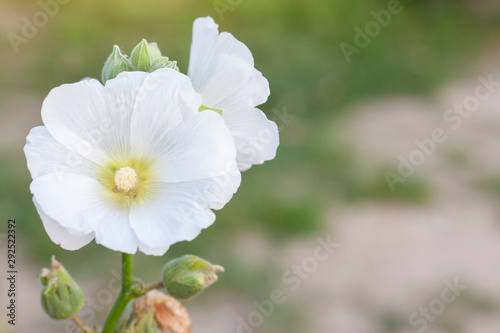 White hollyhock bloom in the garden with sunlight on blur nature background, Is a Thai herb.