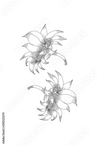 flowers, sun plower line expand icon on white background