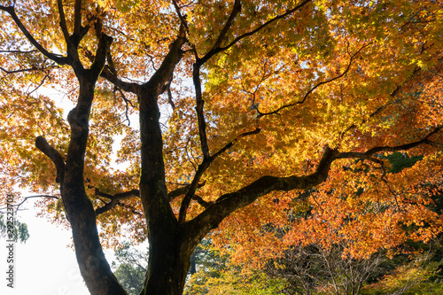 紅葉