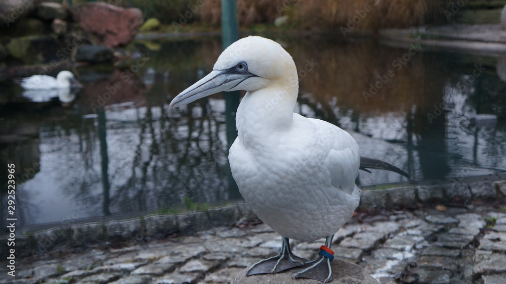 Fototapeta premium Weißer Vogel