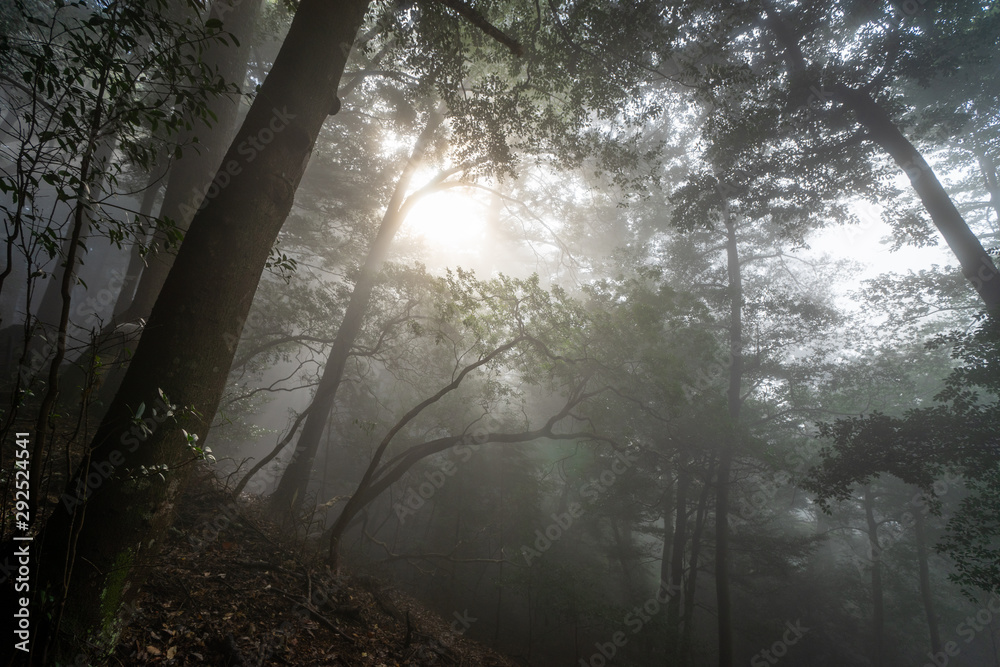 Obraz premium 山道