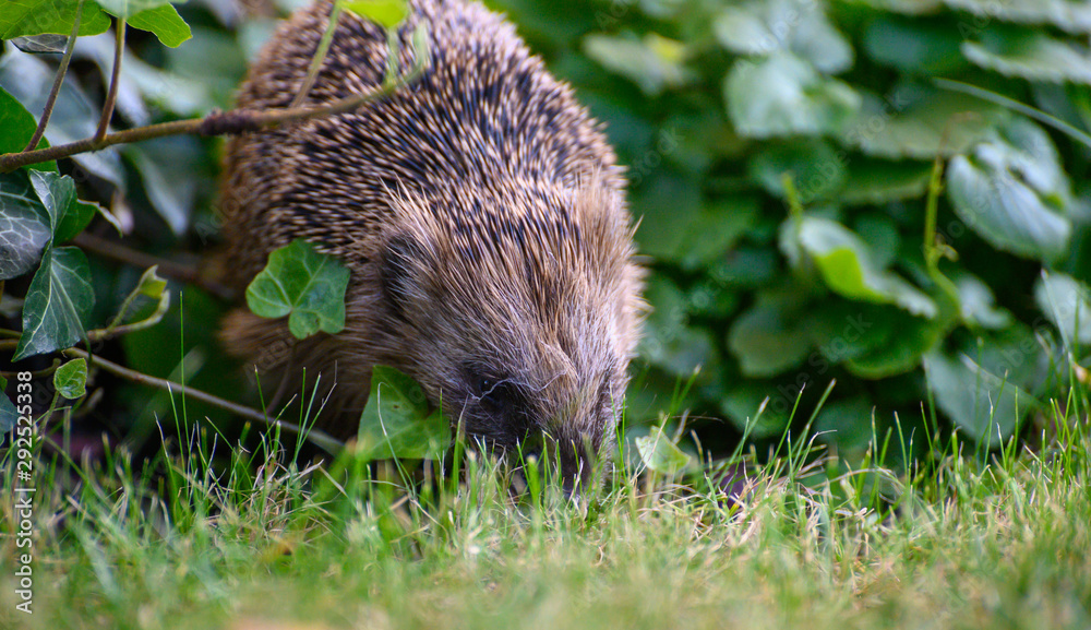 igel auf Wiese bei Nahrungssuche igel auf Wiese bei Nahrungssuche