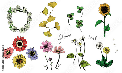 花と葉、植物のベクターイラストのセット
