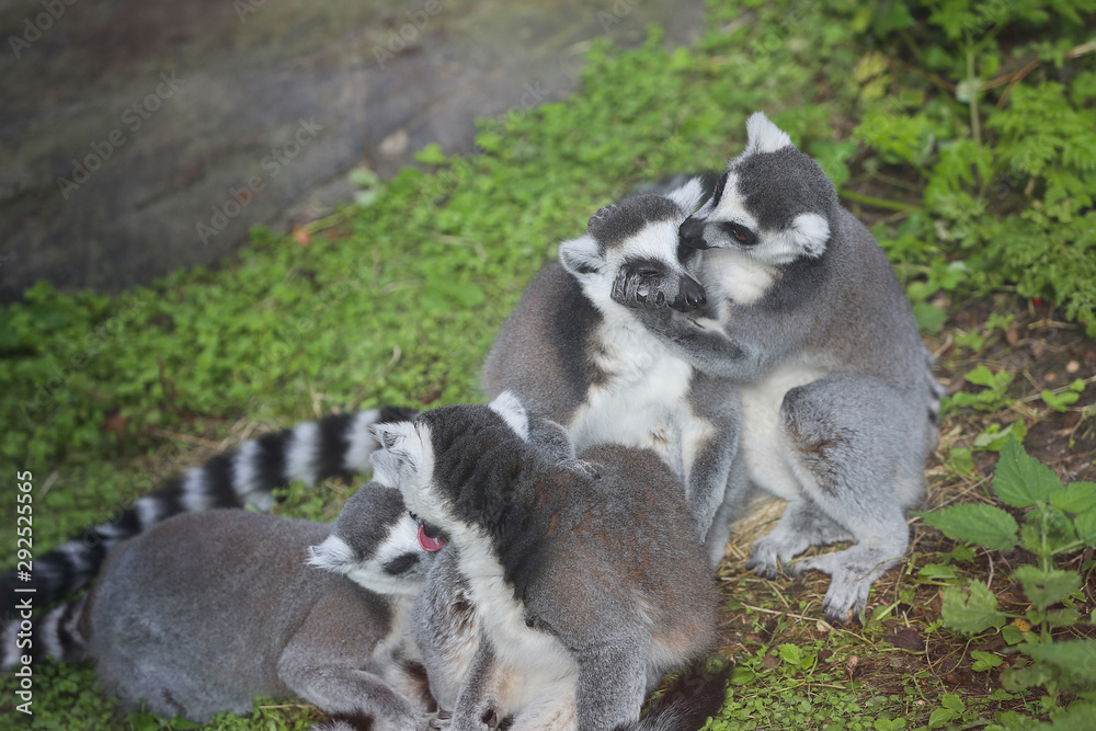  Lemur family at the zoo.  Lemur hugs another lemur.