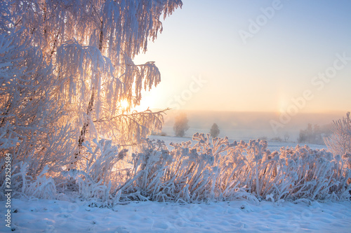 Winter morning sunrise. Scenery winter frosty nature. Beautiful trees and plants covered by hoarfrost in warm morning sunlight.