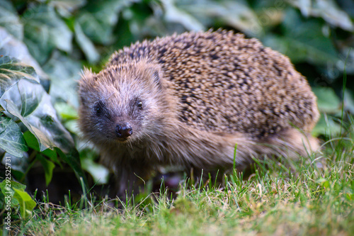 igel auf Wiese bei Nahrungssuche