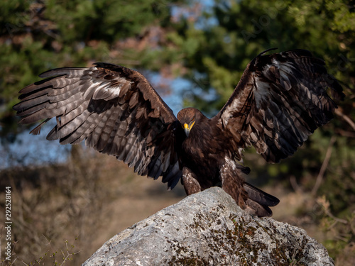 Golden eagle (Aquila chrysaetos) in flyight. Golden eagle portrait. Golden eagle sitting flying. Golden eagle landing on rock.